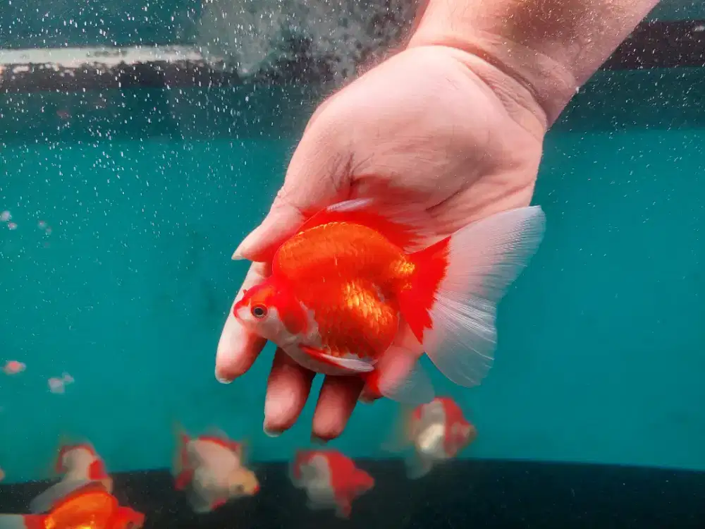 Ikan Mas Koki Ryukin Size 13-14 Cm