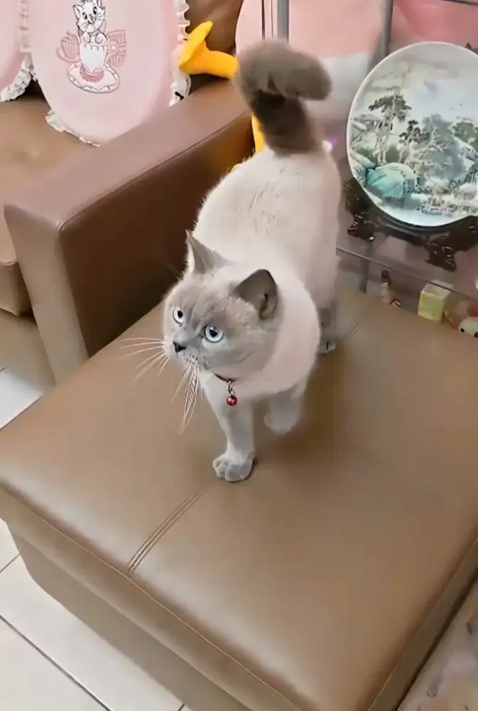 Kucing BSH SEAL POINT