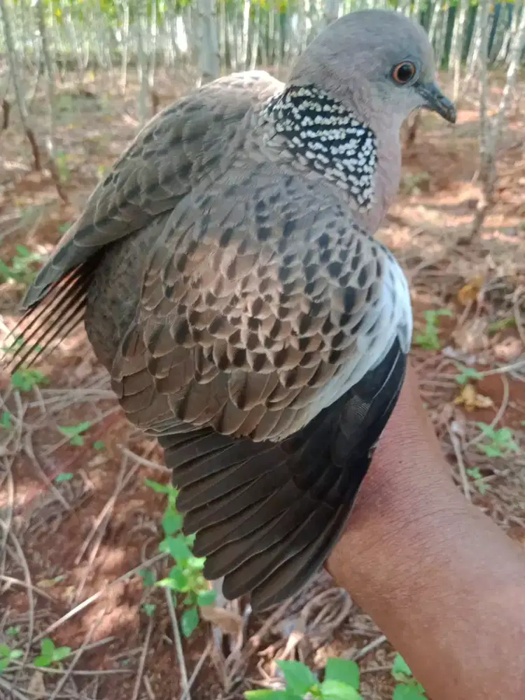 Jual tekukur kuk 2 hasil pikat alam lokasi Depok