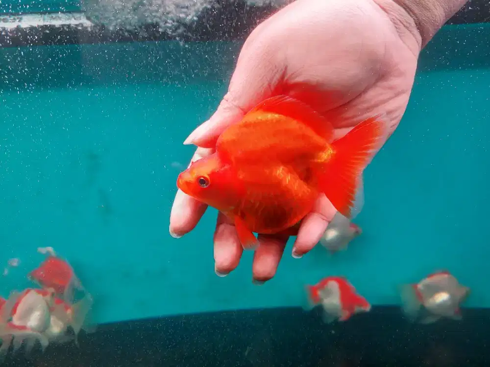 Ikan Mas Koki Ryukin Red White Size 13-14 cm