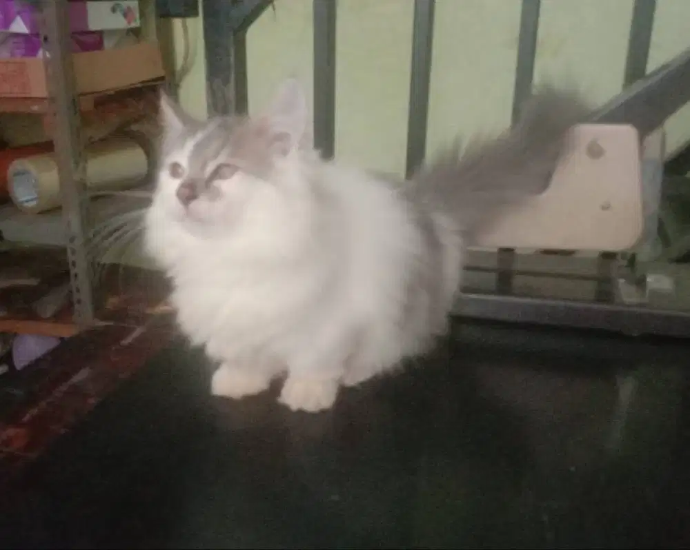 Kucing Kitten Munchkin