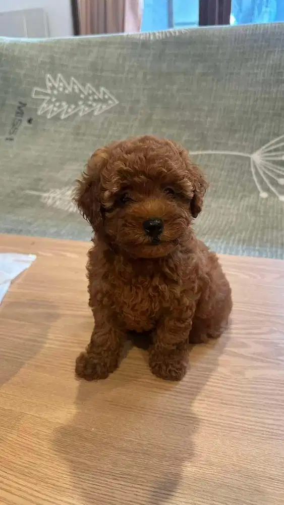 Toy Poodle Red stambum