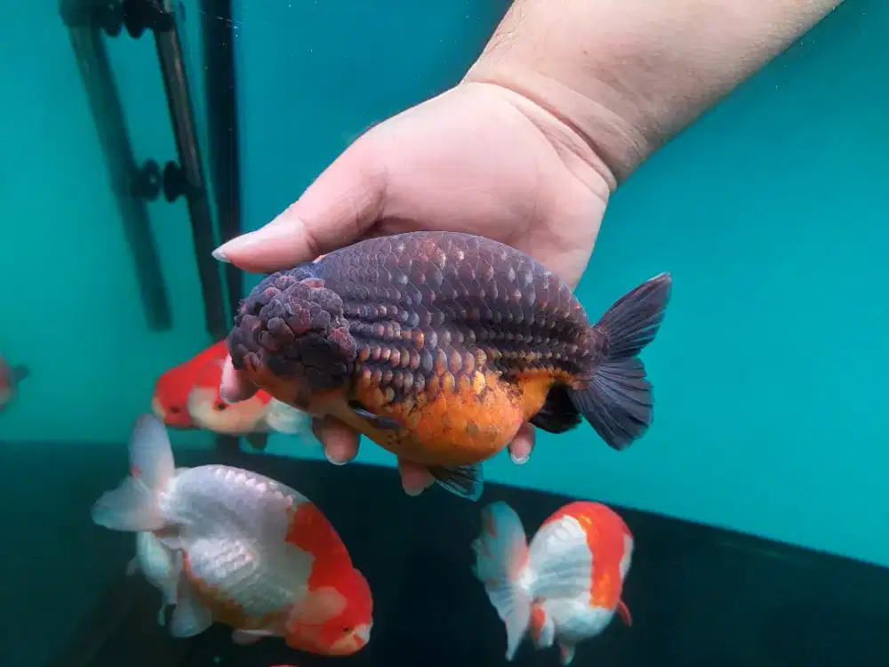 Ikan Mas Koki Ranchu Size 15-16 Cm