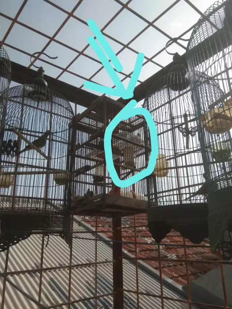 Perkutut lokal alam pikatan