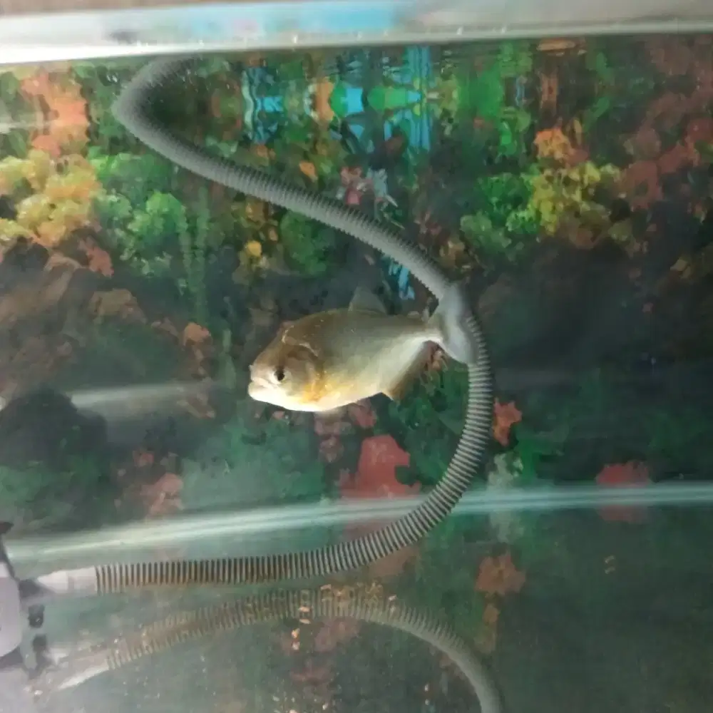 Ikan ukuran 12 sd 13 cm