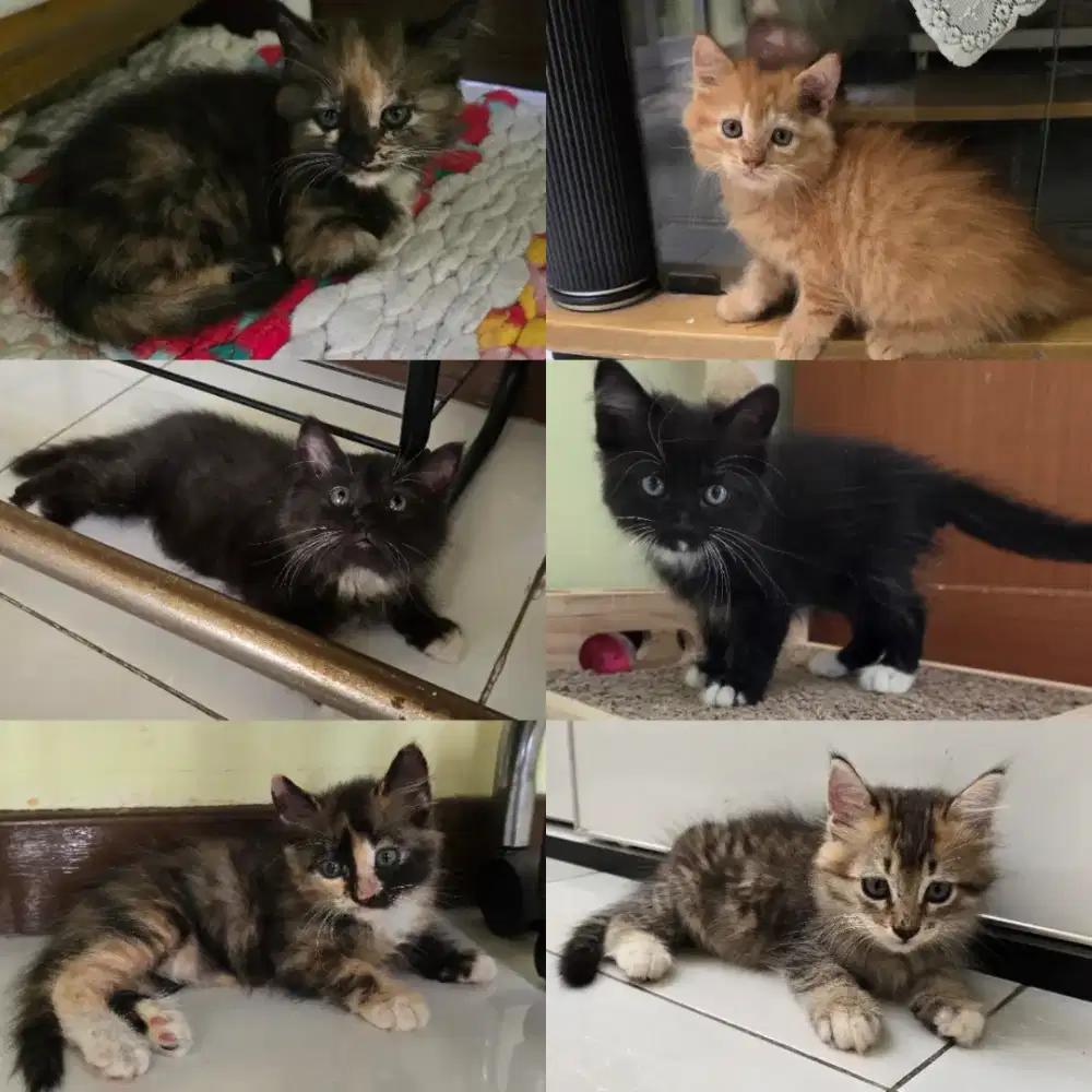 Anakan Kucing Persia x Maine Coon