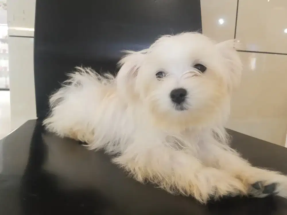 Anjing ras maltese