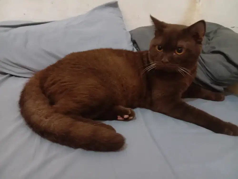 BSH pure warna choco line ped jantan usia 1tahun jago kawin