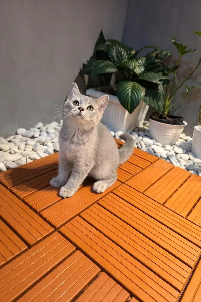 KUCING KITTEN BRITISH SHORTHAIR / BSH BETINA USIA 3 BULAN