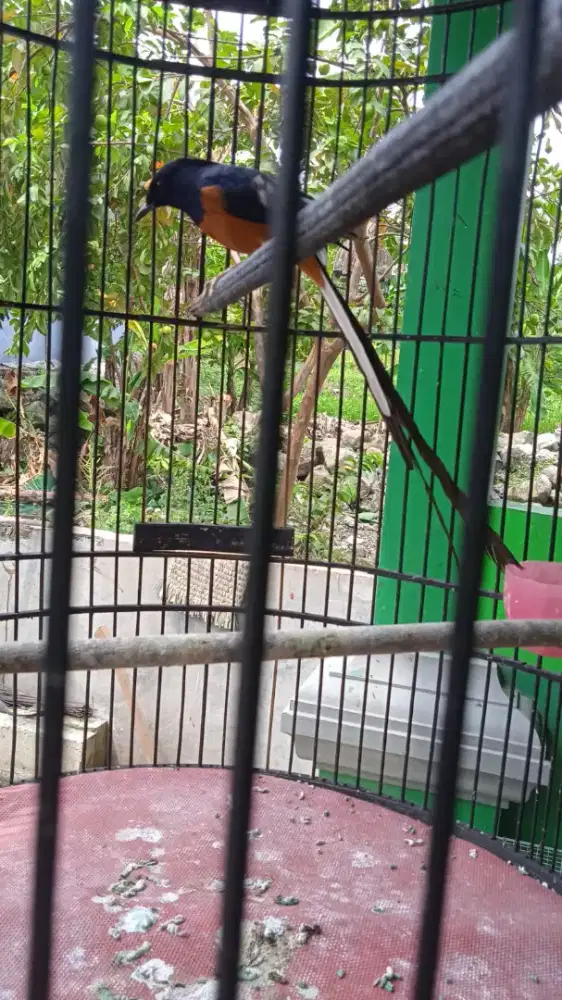 Murai batu ekor panjang