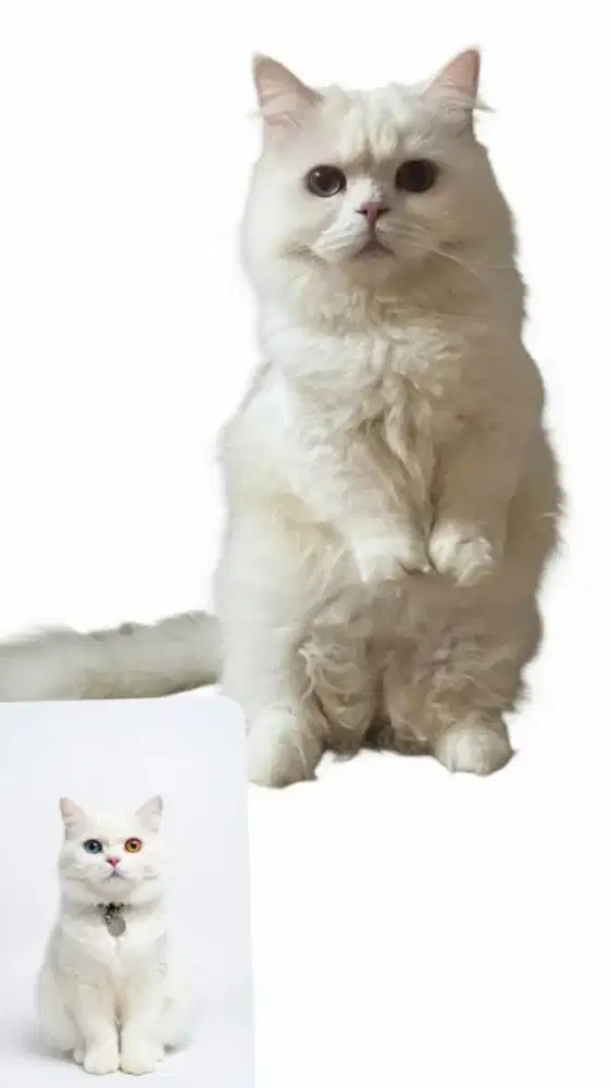 Munchkin British White Solid Odd Eyes Jantan