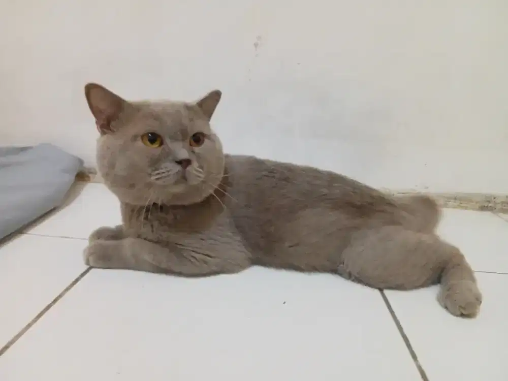 Bsh pure lilac usia 2,5tahun