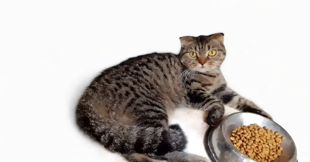 Scottish Fold Mackerel Betina