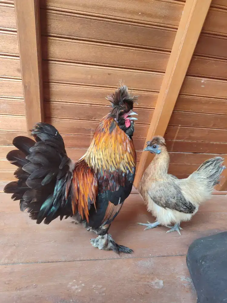 Ayam Silkie Poland kate Sepasang