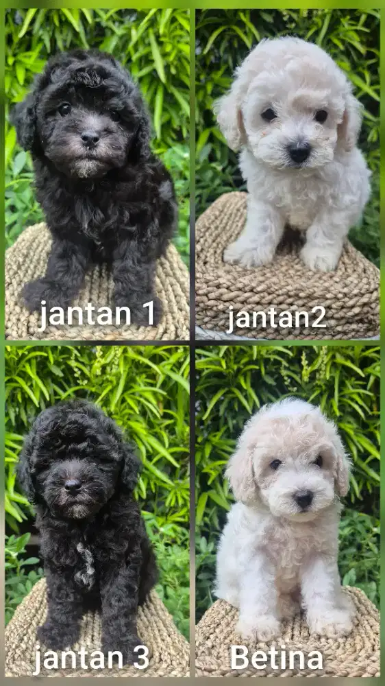 poodle  anakan sehat