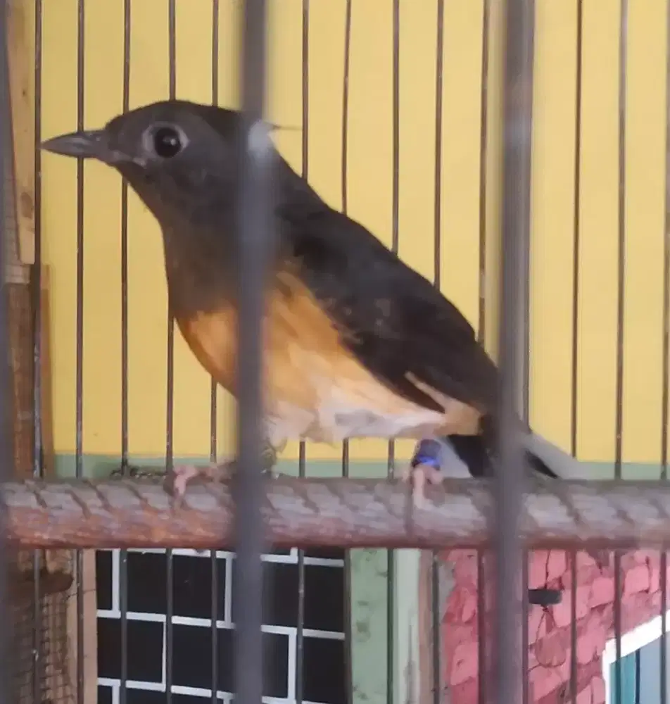 Murai batu trotol jantan doble ring