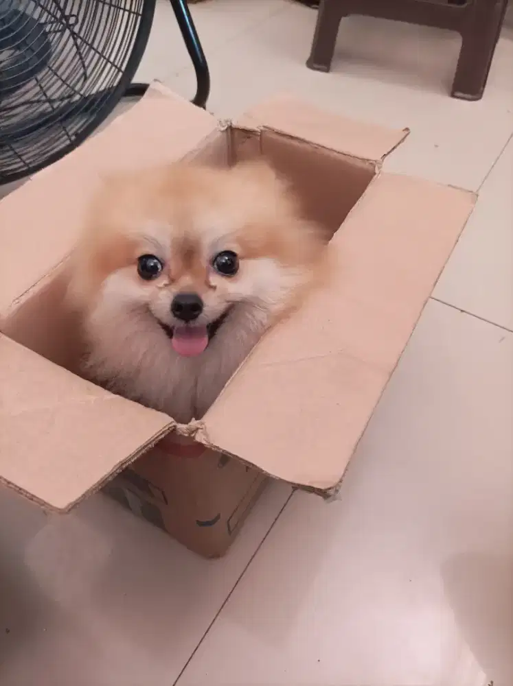 Minipom pomeranian super mini