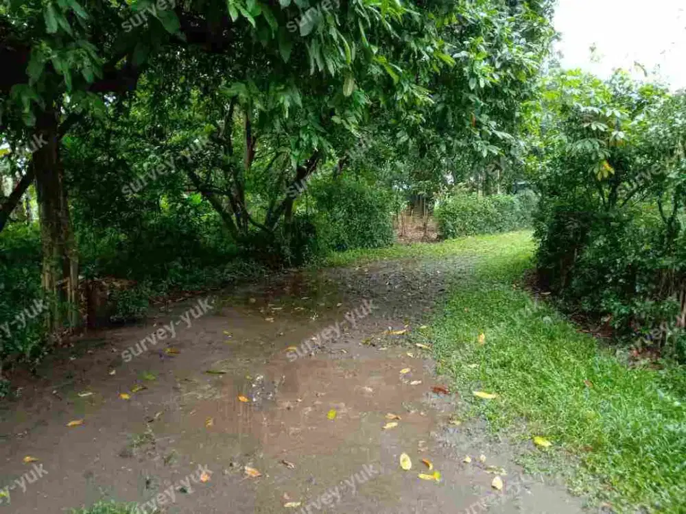 Tanah 5 Hektar Pinggir jalan Raya Ciseeng SHM