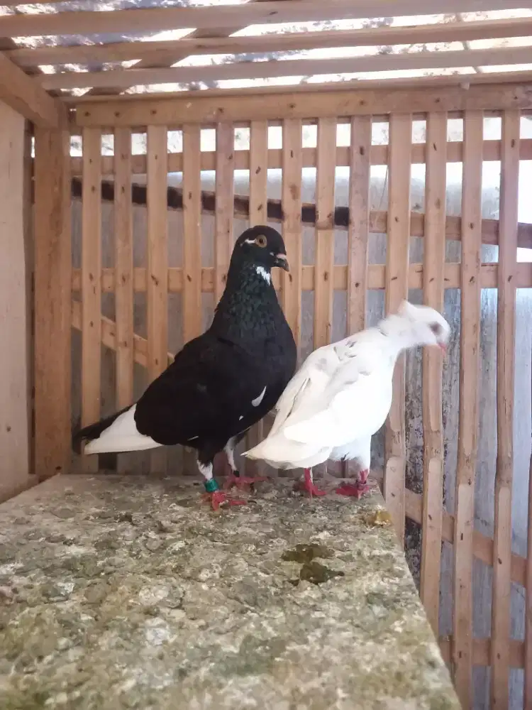 Merpati silangan culik sepasang