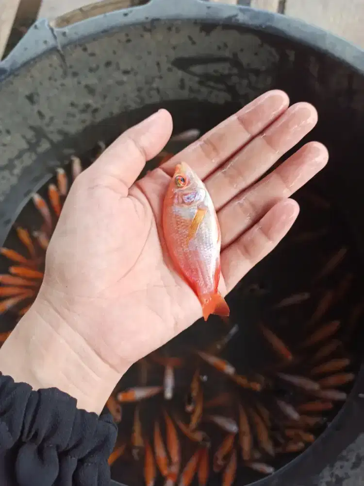 Bibit ikan nila merah bangkok