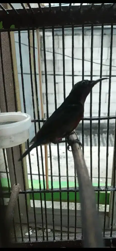 Burung kolibri ninja gacor