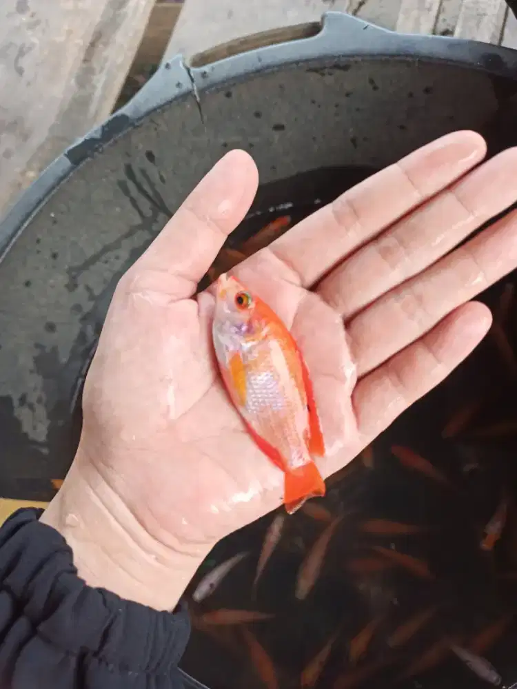 Bibit Ikan nila merah super