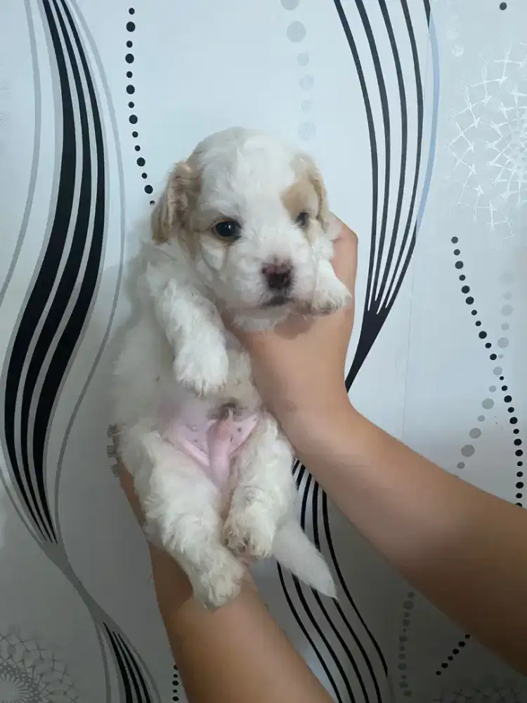 Maltipoo jantan
Dob 9 Maret 2026