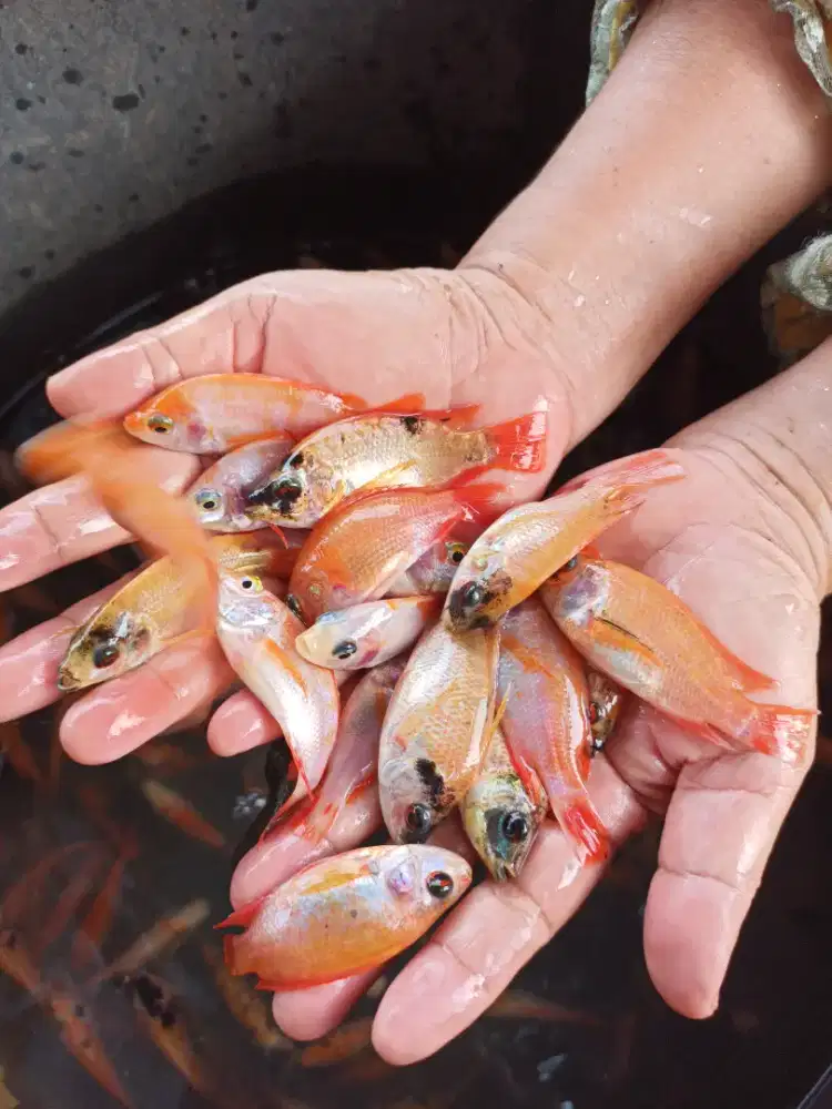 Bibit ikan nila merah di sekojo