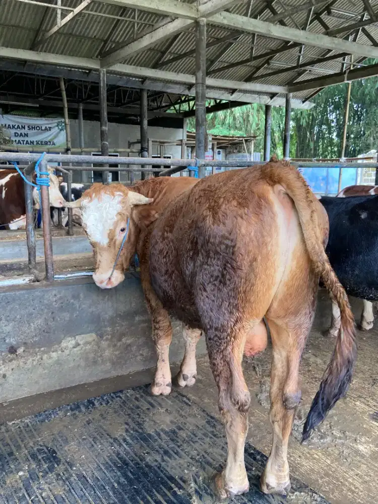 Sapi Qurban Simmental