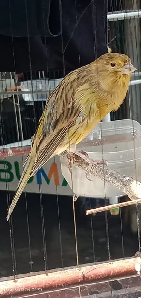 F1 Rasmi big long size