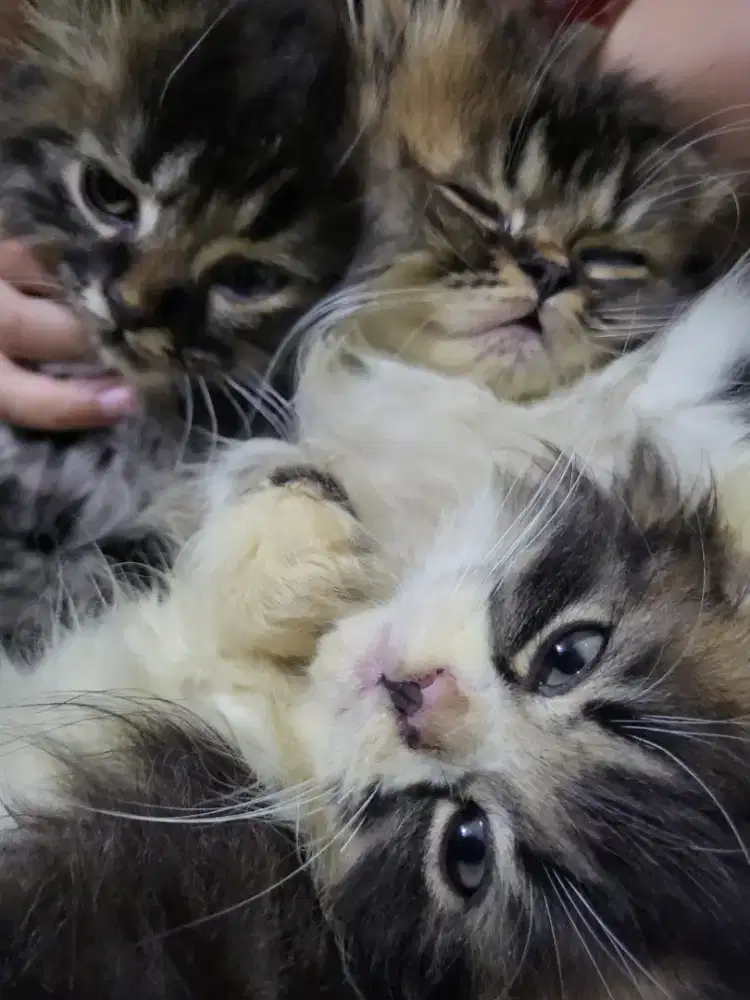 Persia baru  3 bulan