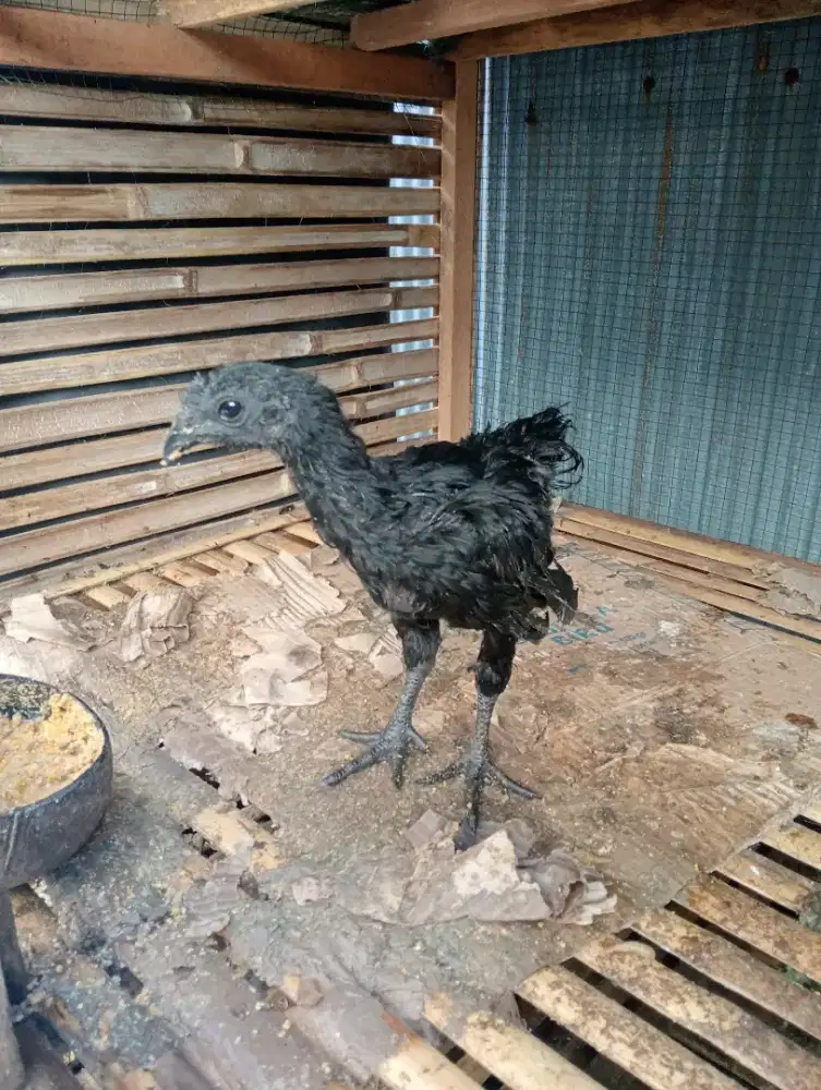 Jual ayam cemani ada 2 ekor hrg 500 perekor