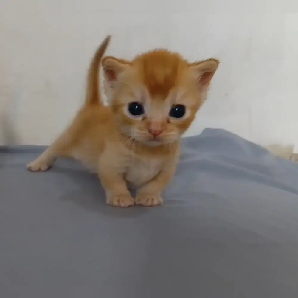 Bsh munckhin cebol jantan cakep muka bulet