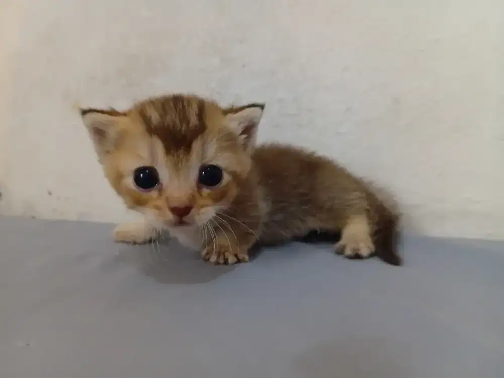 Bsh munckhin cebol golden betina