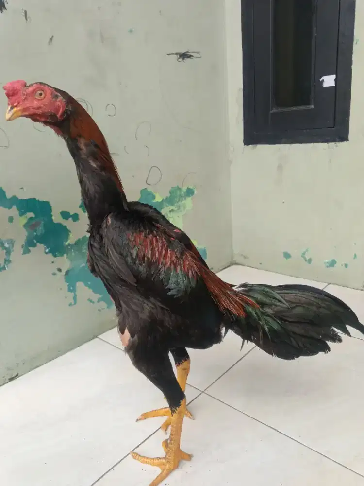 Ayam muda berbakat