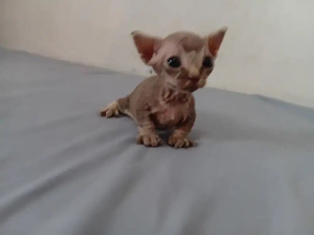 Bambino jantan spynk kaki cebol