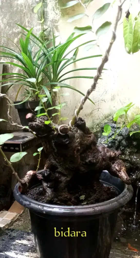 Bonsai bidara fosilan