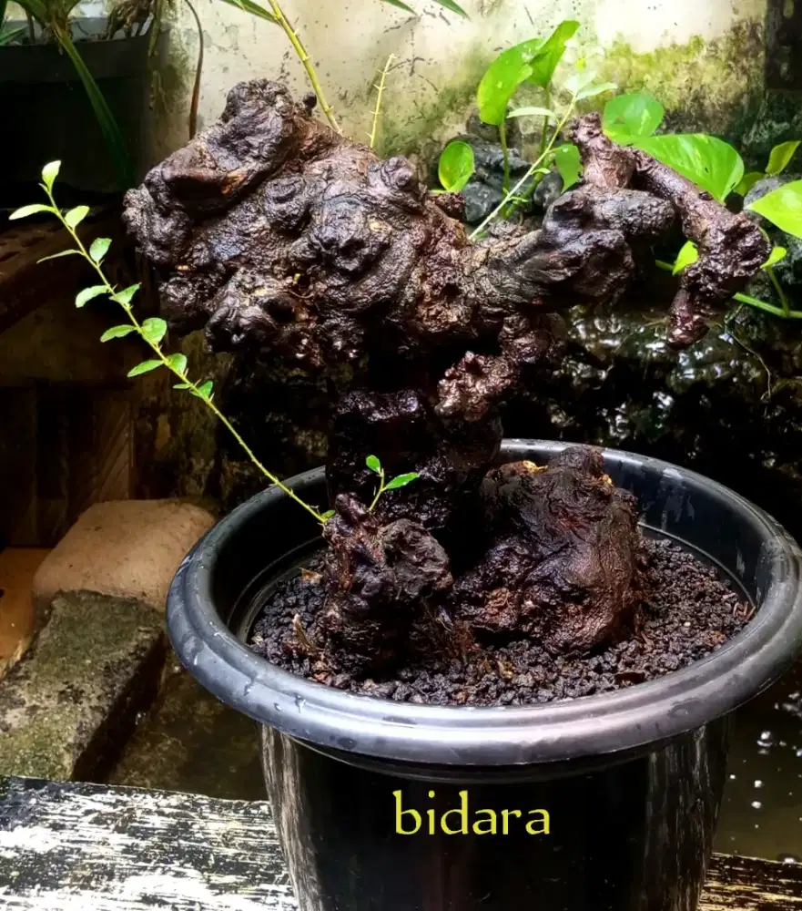 Bonsai bidara fosil