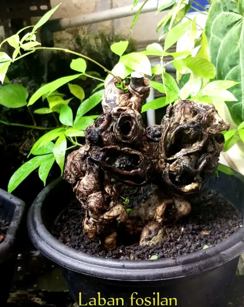 Bonsai Laban fosilan