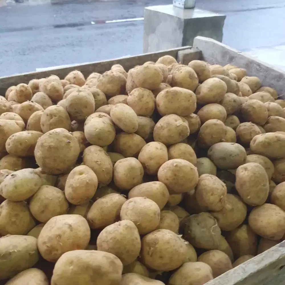 Kentang Ukuran ABC (9-12/ KG)