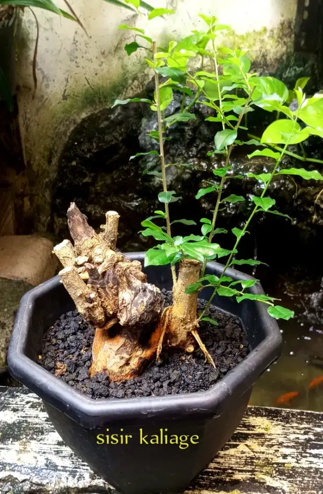 Bonsai sisir fosilan