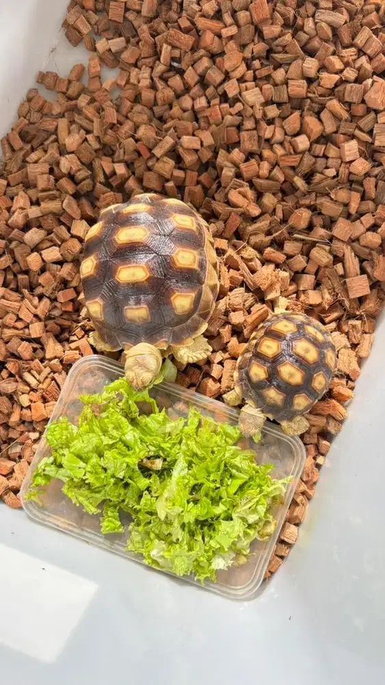 Sulcata 2 Ekor sehat aktif