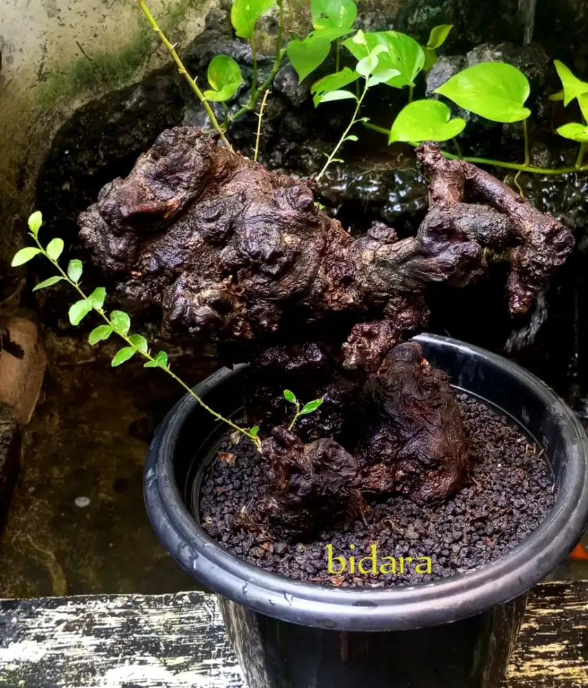 Bahan bonsai bidara