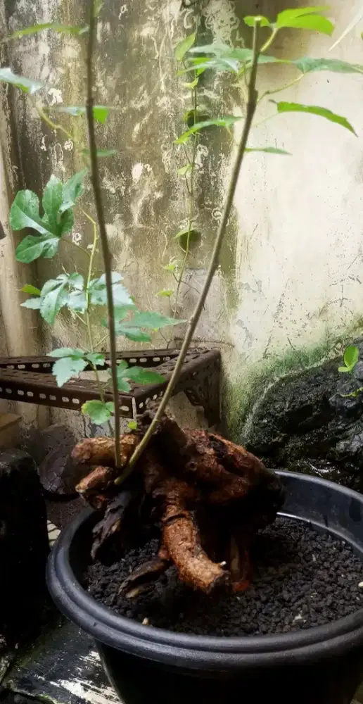 Bonsai murbei fosilan