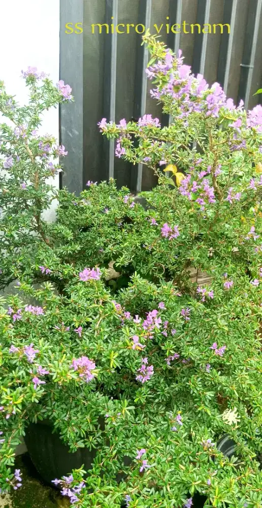 Bonsai saeng simbur micro vietnam