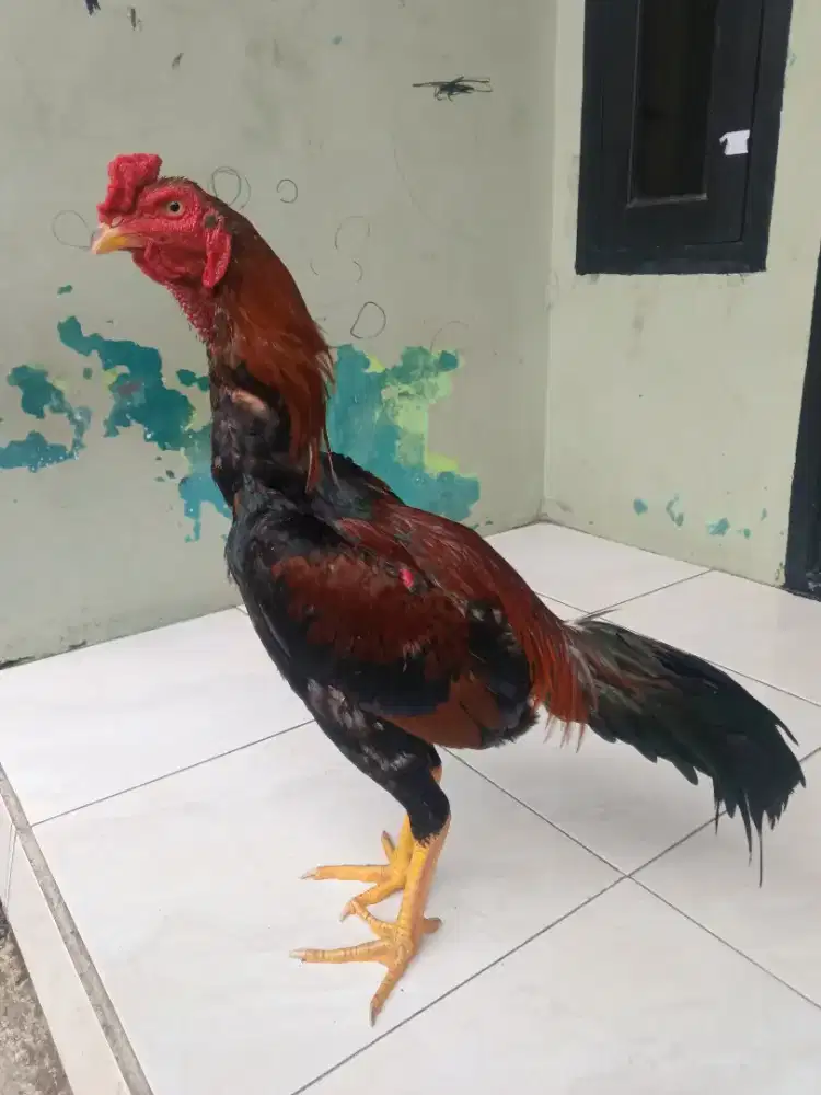 Ayam muda berbakat