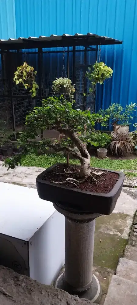 Bonsai serut tua