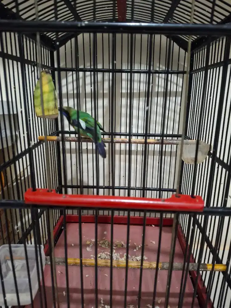 Burung cungko blorok