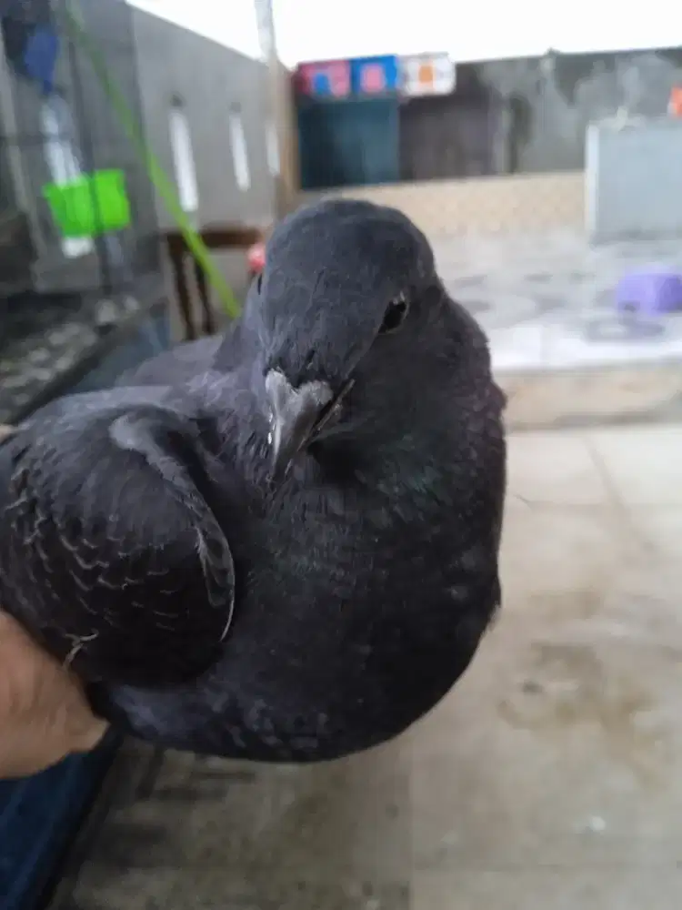 Merpati mangsen piyik