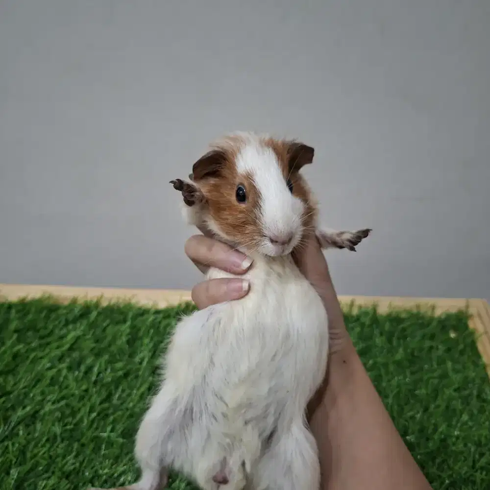 Marmut hias / guinea pig